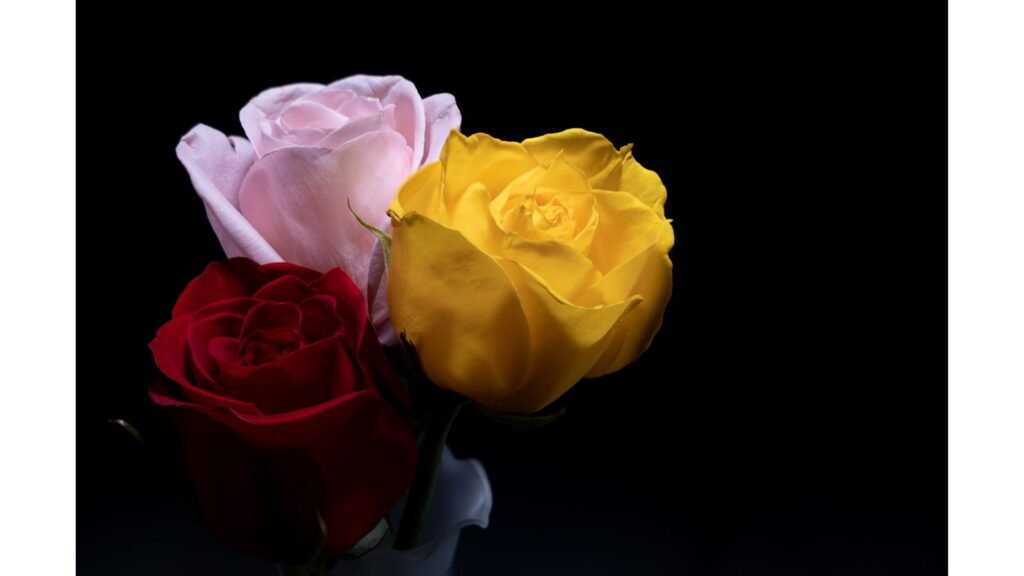 薔薇 3本