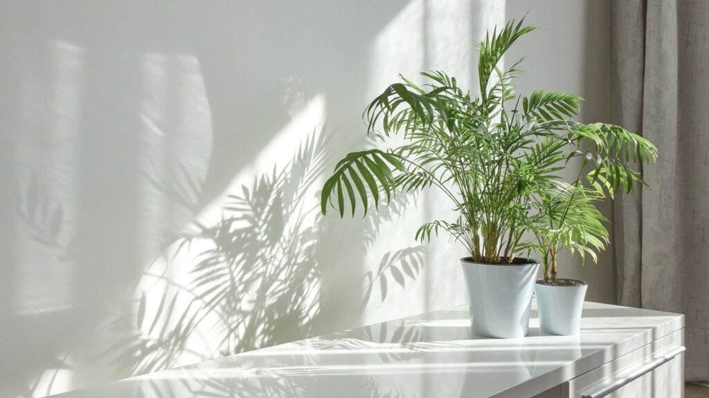 玄関 観葉植物