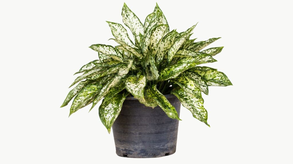 玄関 観葉植物