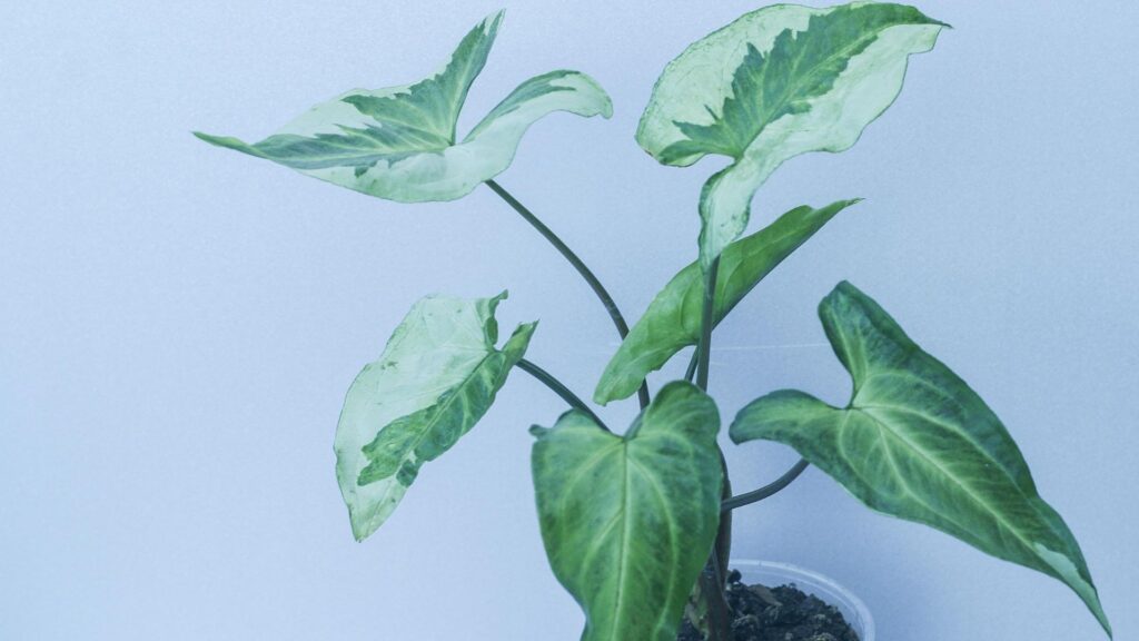 玄関 観葉植物