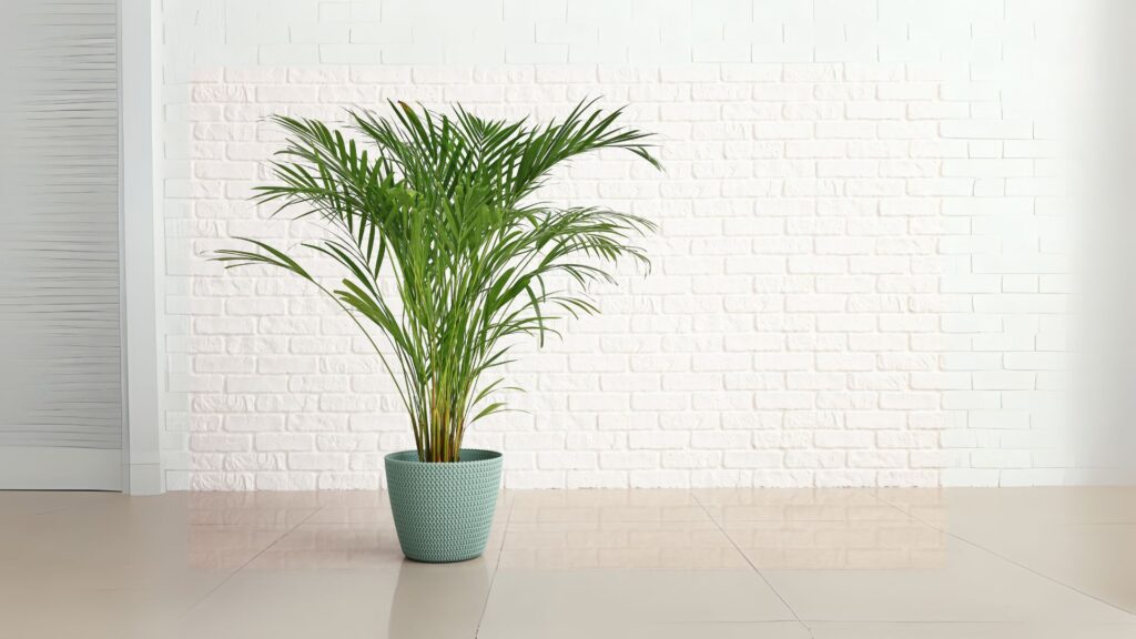 玄関 観葉植物