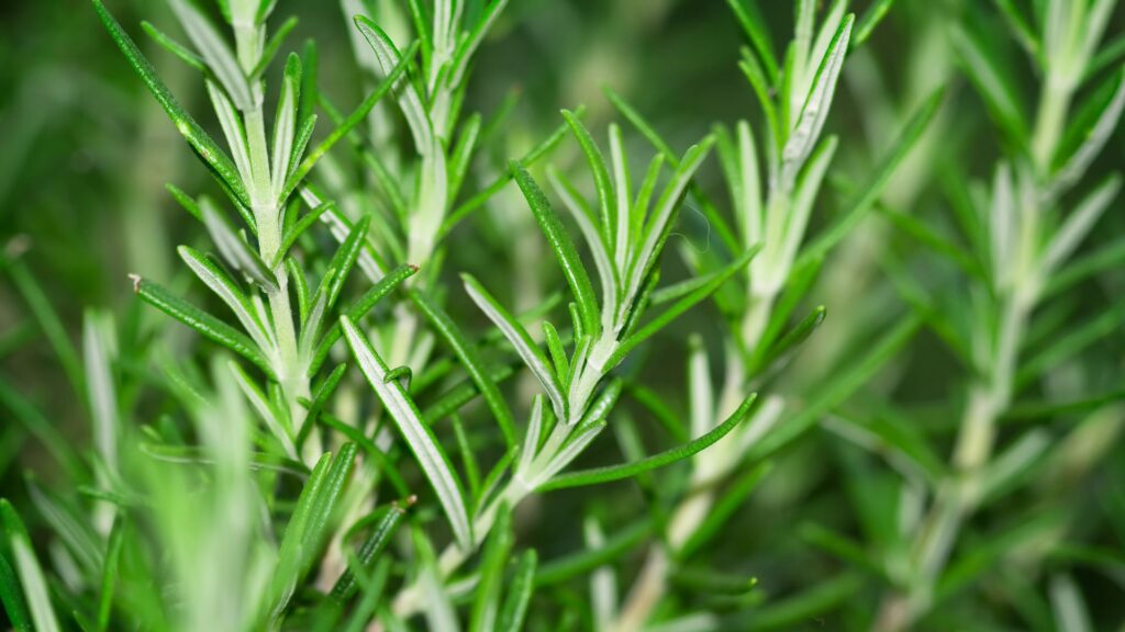 玄関 観葉植物