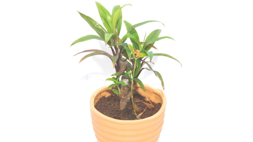 玄関 観葉植物