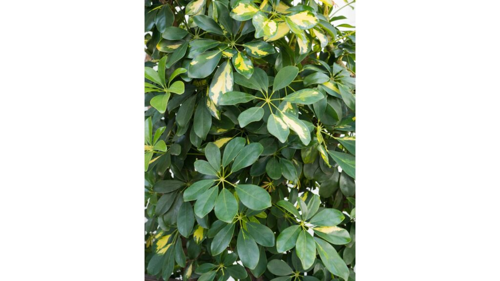玄関 観葉植物