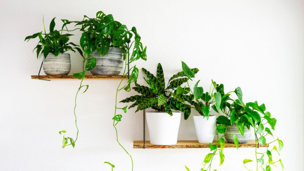 玄関 観葉植物