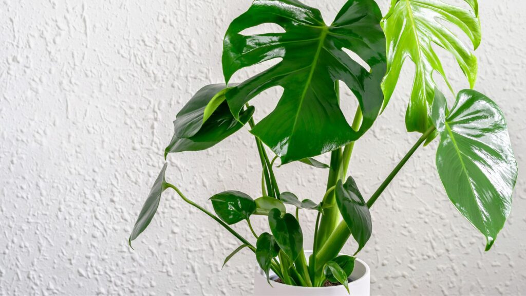 玄関 観葉植物