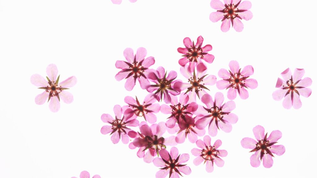 枯れない花