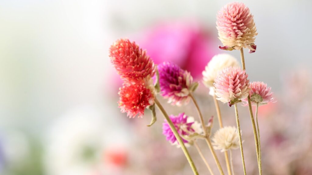 ドライフラワー 花言葉
