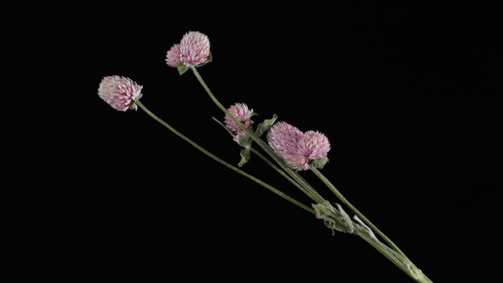 ドライフラワー 花言葉