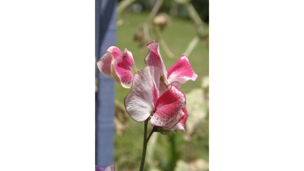ドライフラワー 花言葉
