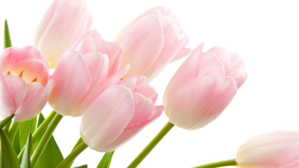 チューリップ 花言葉