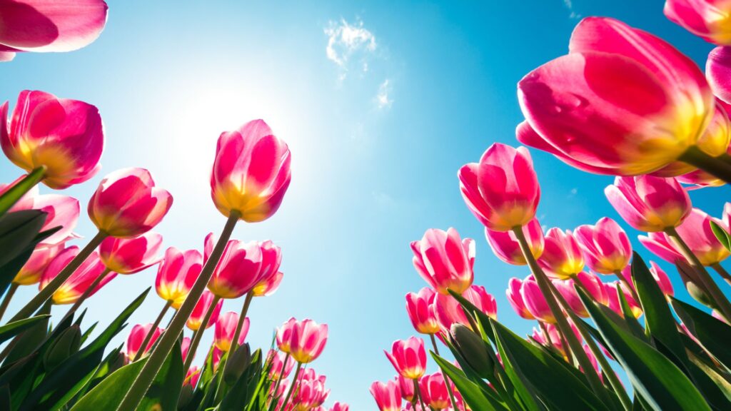 チューリップ 花言葉