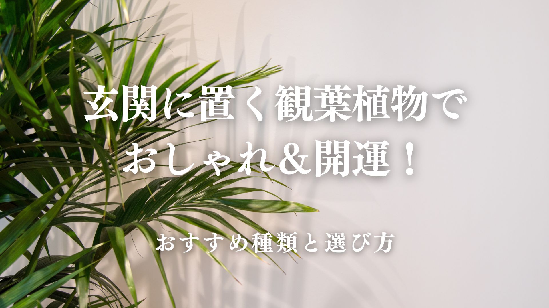 玄関に置く観葉植物でおしゃれ＆開運！おすすめ種類と選び方